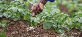 Le Ghana opte pour la distribution gratuite d’engrais aux agriculteurs en 2026