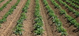 Amélioration de la productivité agricole au Bénin : 36 000 producteurs ciblés pour le  projet Food Systems