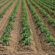 Amélioration de la productivité agricole au Bénin : 36 000 producteurs ciblés pour le  projet Food Systems