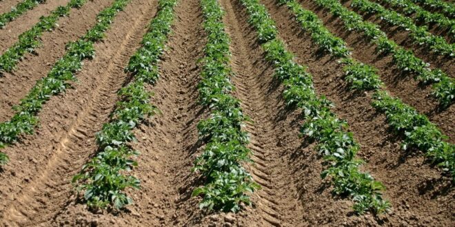 Amélioration de la productivité agricole au Bénin : 36 000 producteurs ciblés pour le  projet Food Systems