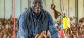 Gabon : Le pays entre dans la phase de vérité avant l’interdiction du poulet importé