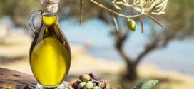Tunisie : la filière oléicole est davantage sous pression face à un risque phytosanitaire
