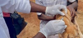 JOURNÉE MONDIALE DE LUTTE CONTRE LA RAGE : la CEDEAO appelle à une action collective pour éliminer les décès humains dus à la rage