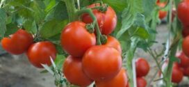 Ghana : la tomate au cœur d’une coopération avec l’Inde dans la recherche agricole