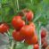 Ghana : la tomate au cœur d’une coopération avec l’Inde dans la recherche agricole